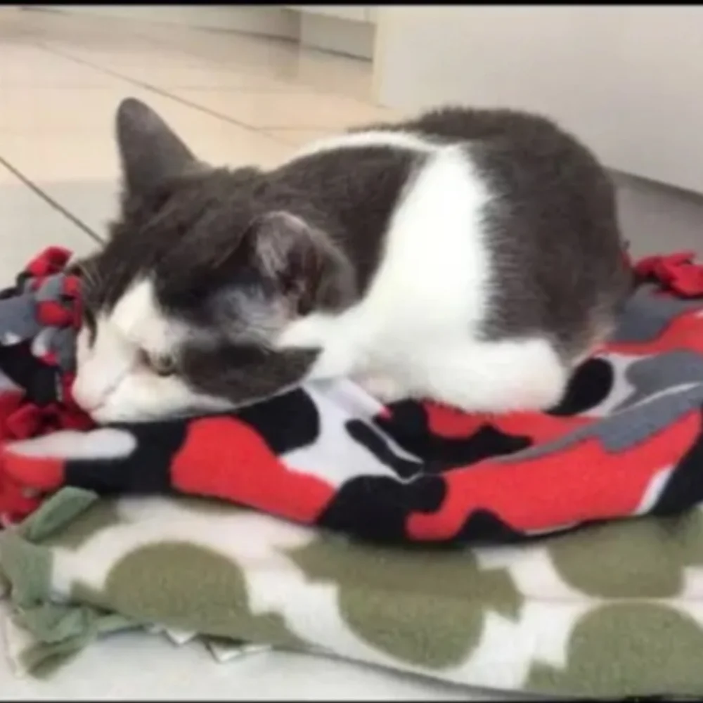 Cat beds and throws